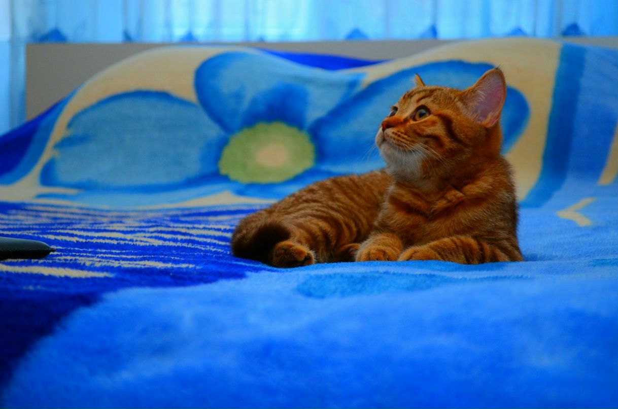 Юрий Северцев | 