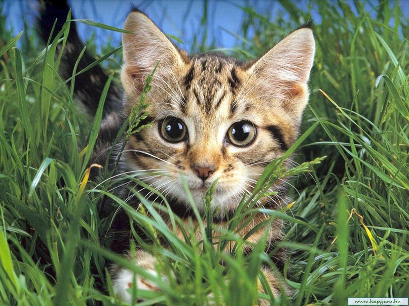 Рустэм Реслер | Уфа