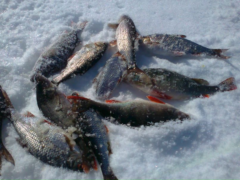 Василий Михайлов | Вытегра