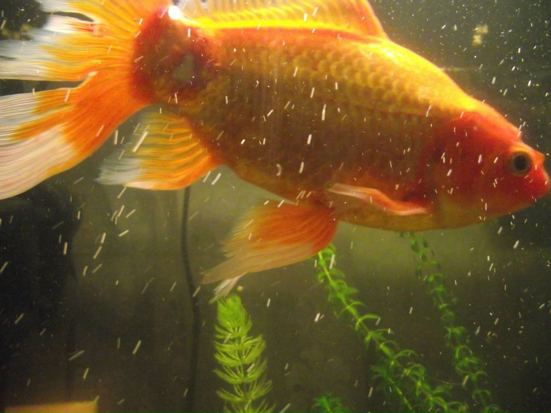 Павел Г | Омск