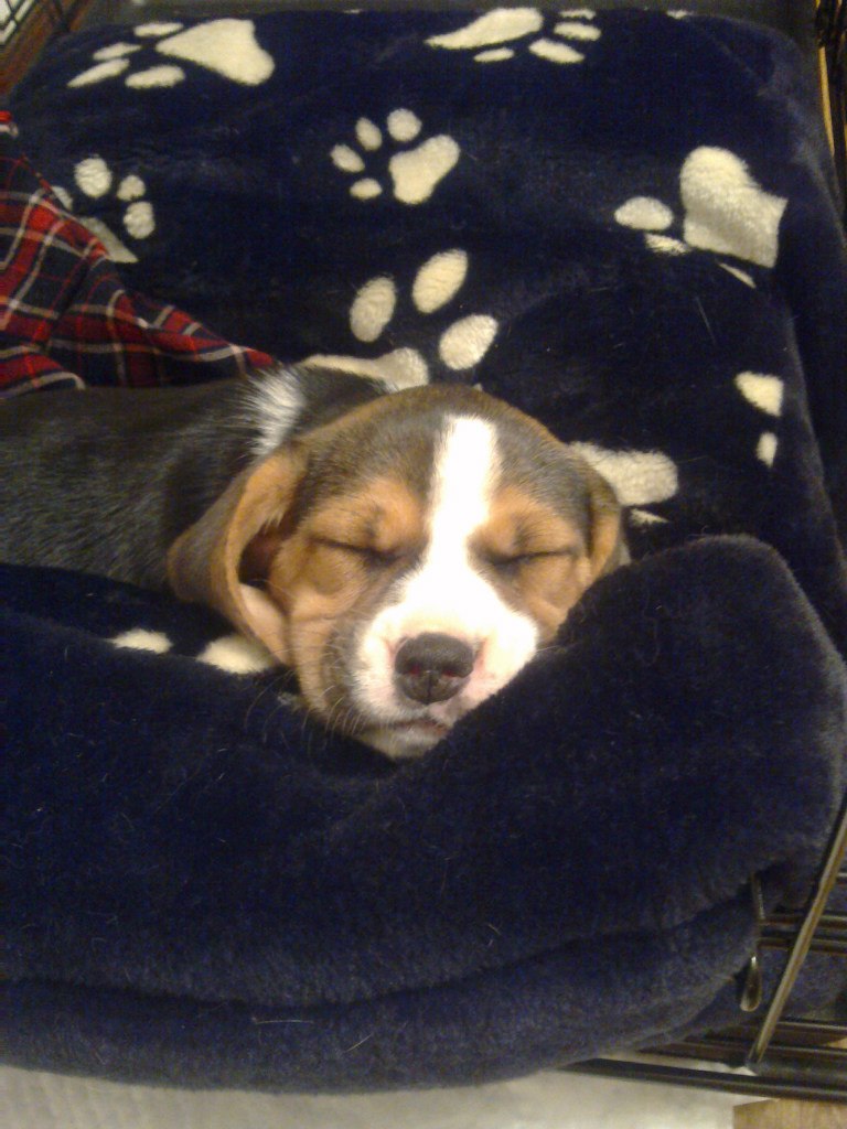 Ася Деревягина | Санкт-Петербург