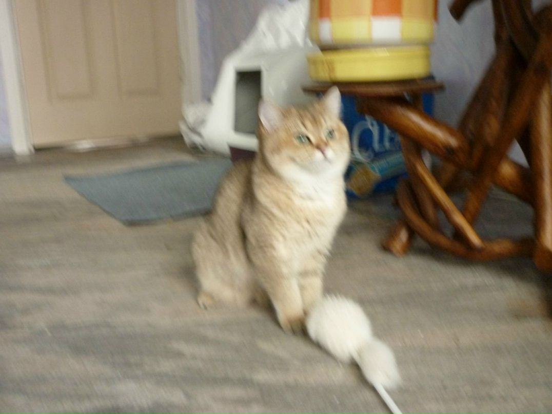 Елена Карбовская | Москва