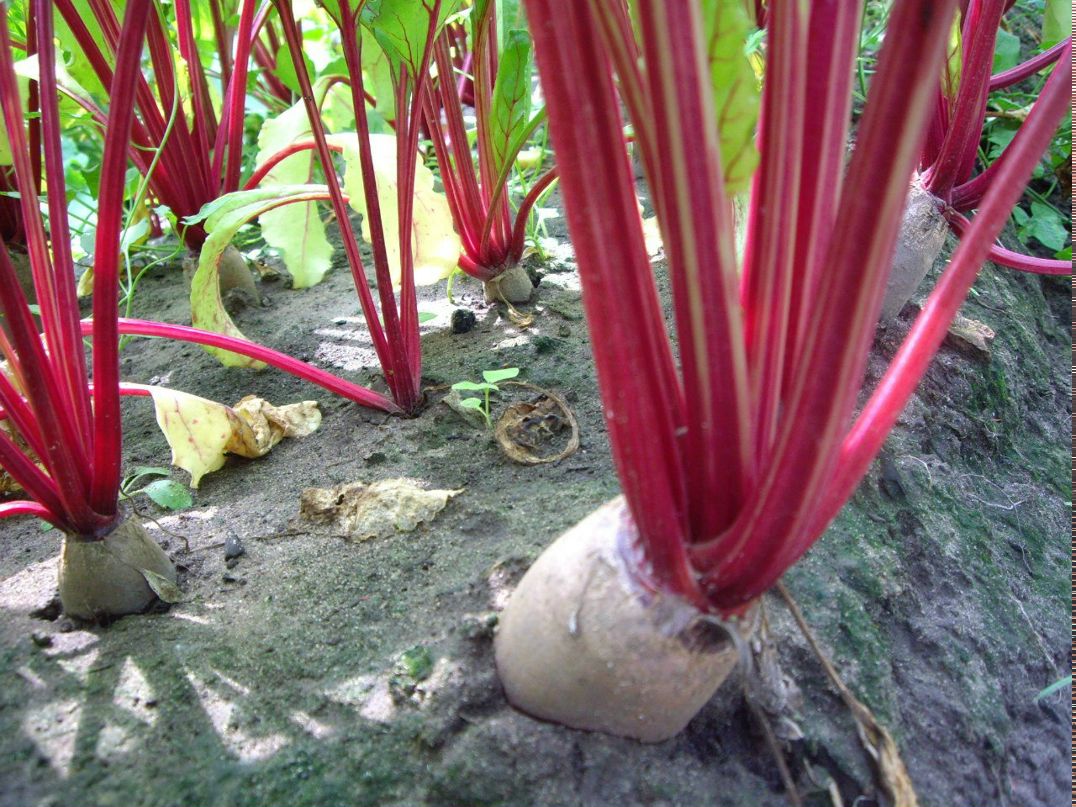 Александр Антонов | Москва