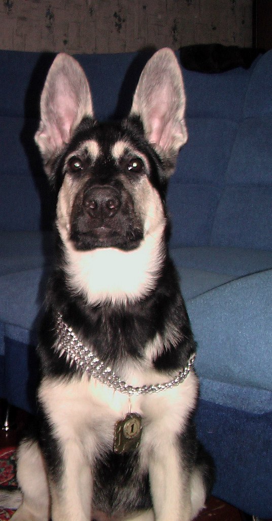 Александр Горохов | Йошкар-Ола