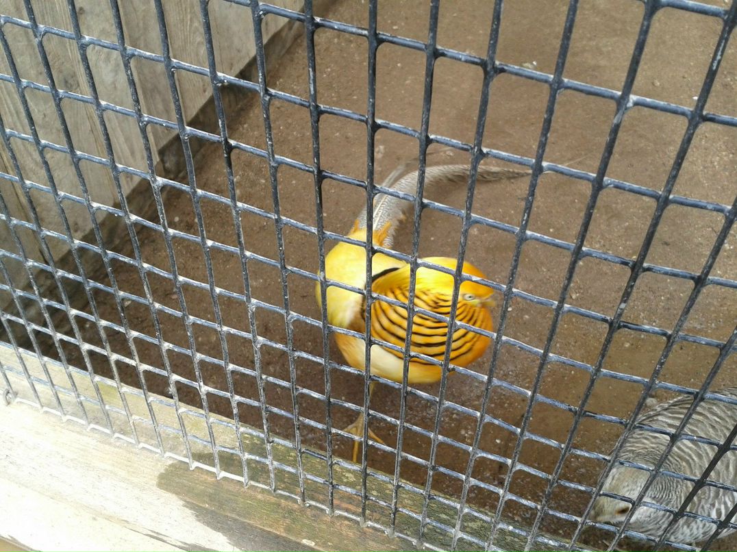 Тамарка Николаева | Псков