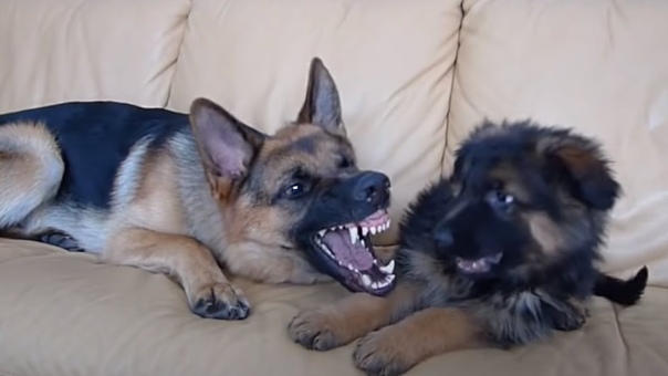 German Shepherd and Puppy Playing On