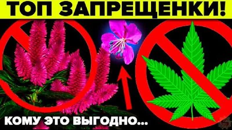За что САЖАЮТ бабушек в России Топ 5 запрещенных