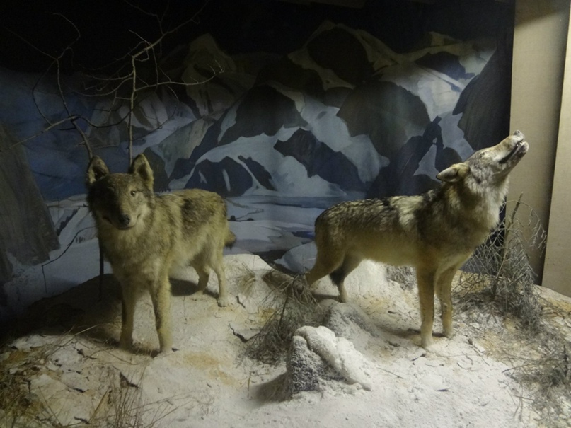 Наталья Воронцова | Ставрополь