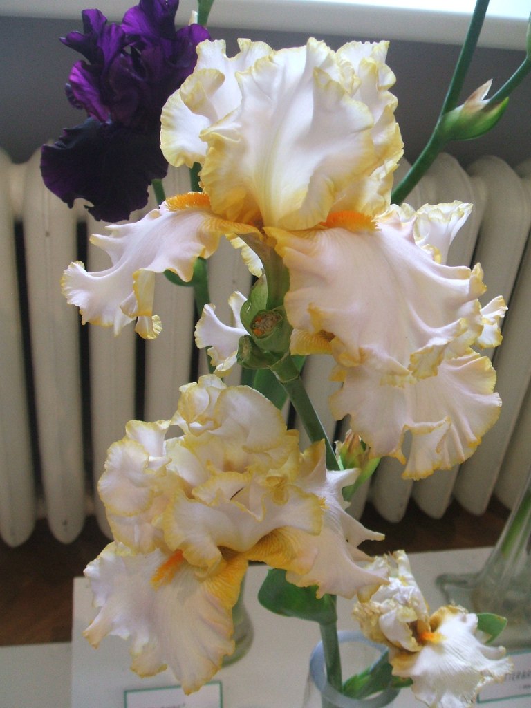 Алёна Бойцова | Рига