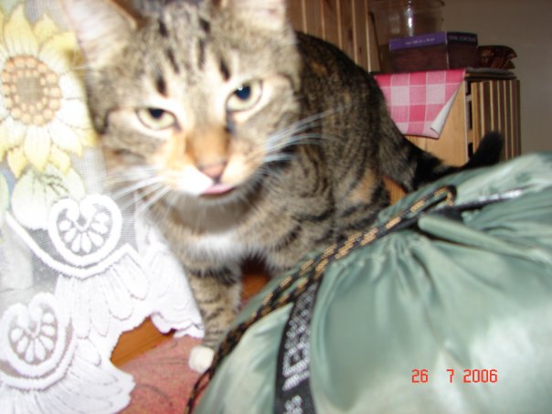 Елена Ильвес | Санкт-Петербург