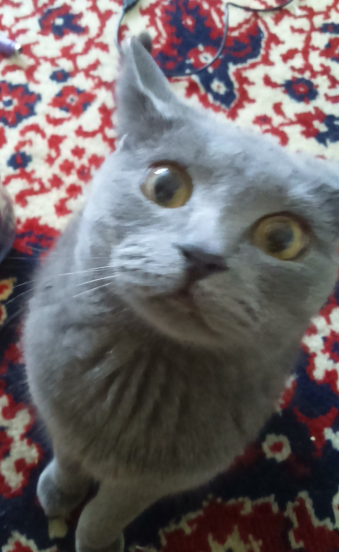 Сергей Лещенко | Бердск