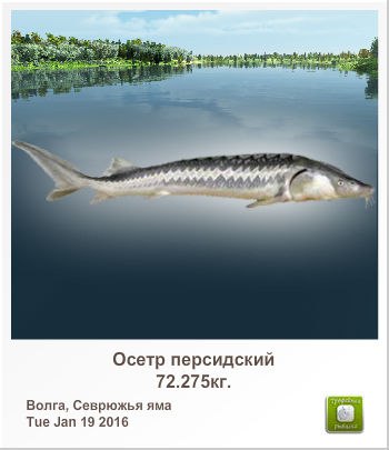 Владимир Бойцов -=☼Bigvo☼=- | Санкт-Петербург