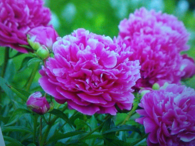 Елена Кобец =) | Киев