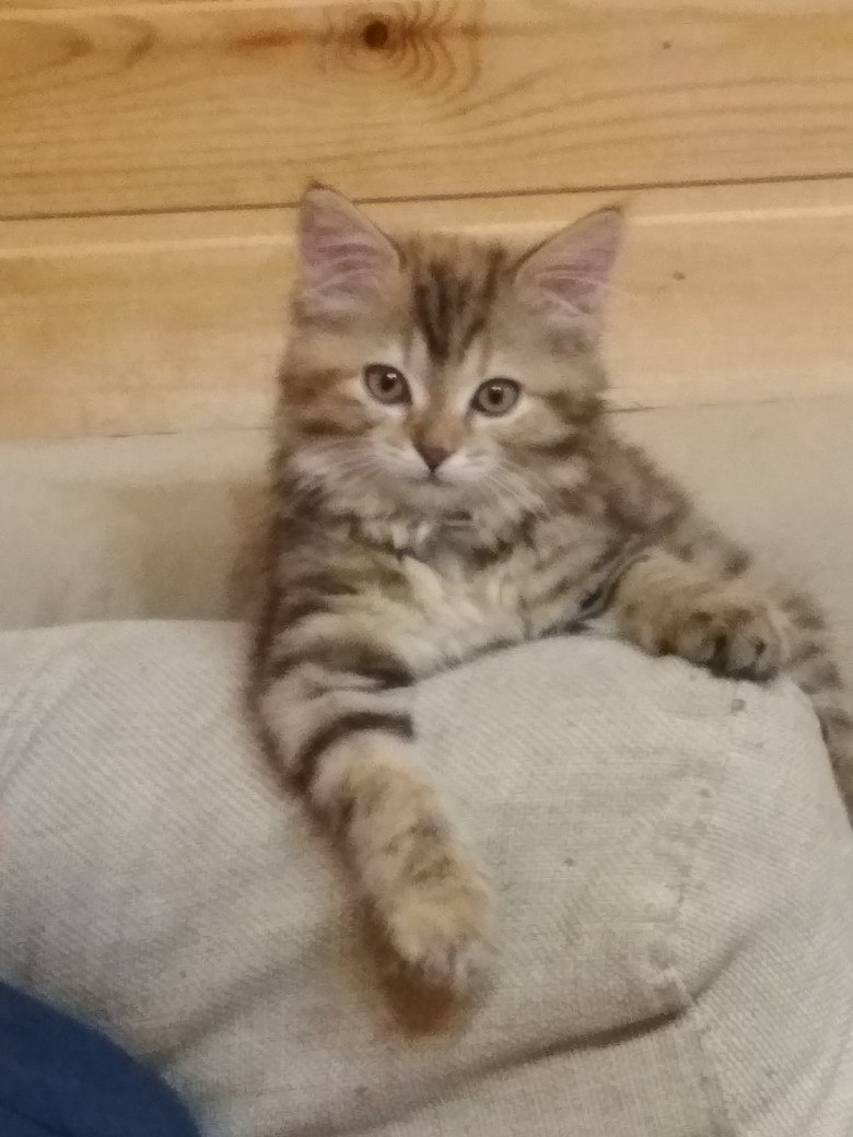 Анаит Мкртчян | Красногорск