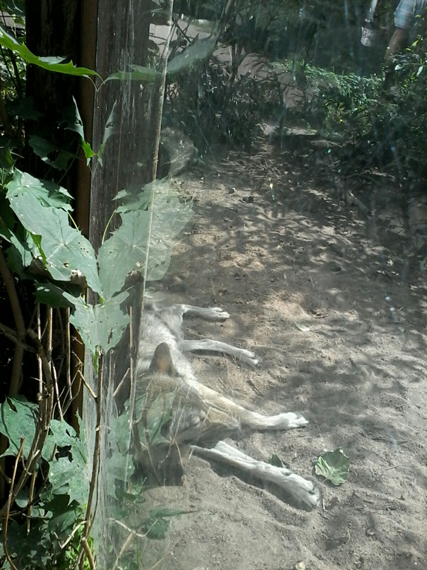 Ирина Знаменская | Санкт-Петербург