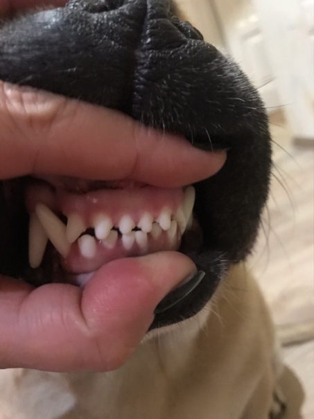 Зверская (ветеринарная) стоматология. - Ветеринария - Страница 296 (id темы 3325