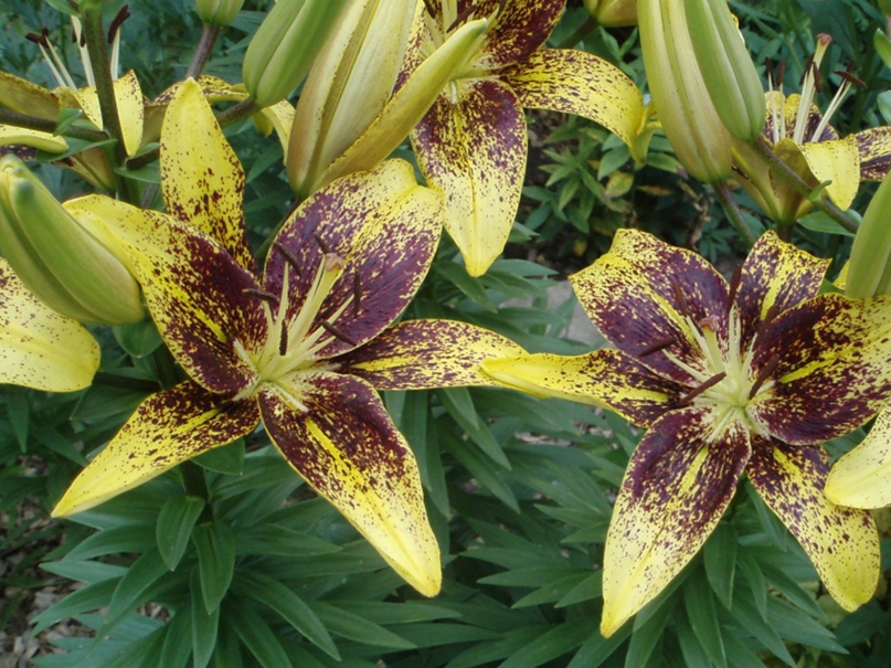 Ирина Полетаева | Тольятти