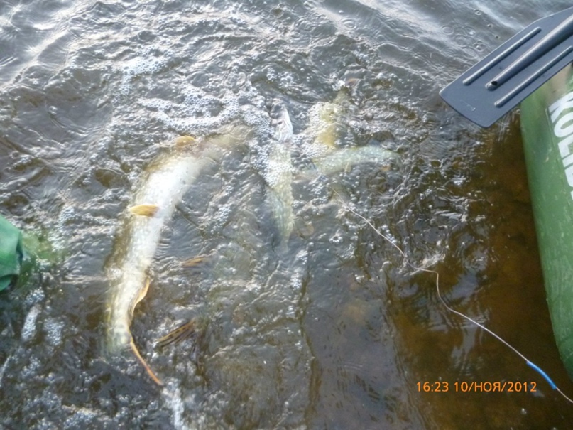 Сергей Пащенко | Николаев