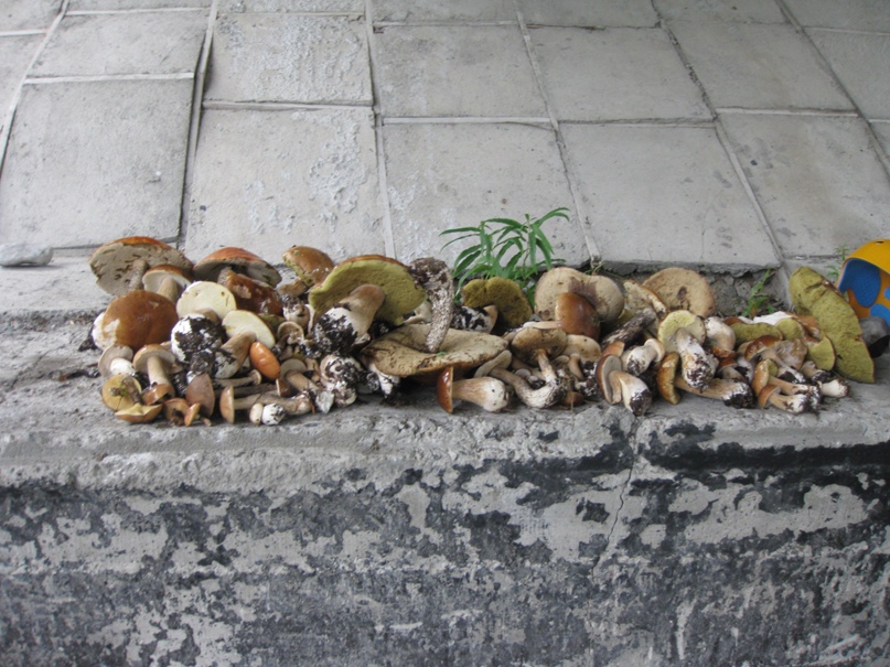 Александр Кольцов | Санкт-Петербург