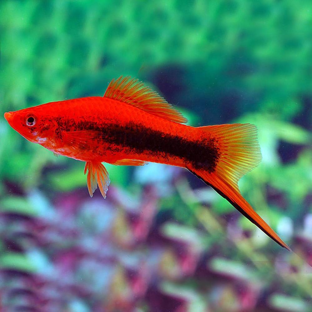 Аквариумные рыбки меченосцы фото Аквариумные рыбки меченосцы фото