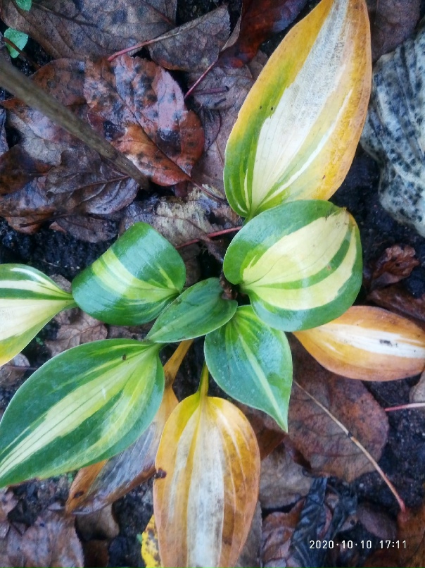 Тамара Орлова | Великий Новгород