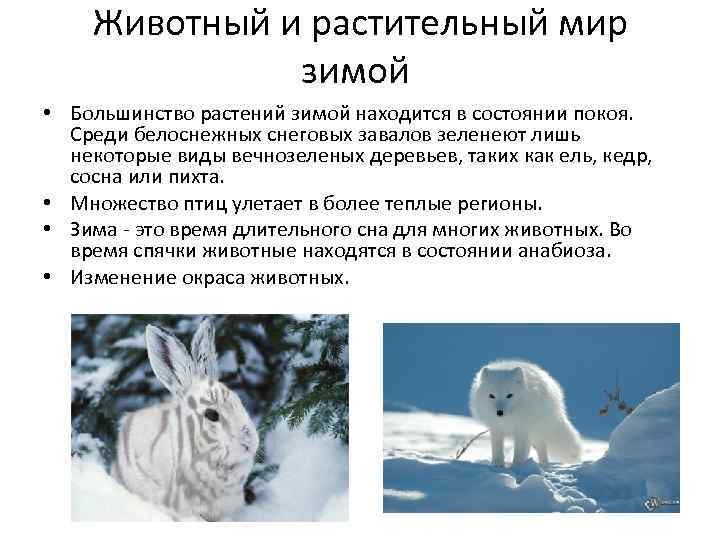 The Beauty of Trees in Winter 2022 Картотеки для развития детей раннего возраста