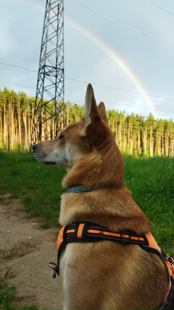 Потерялась собака по кличке Симба в районе...