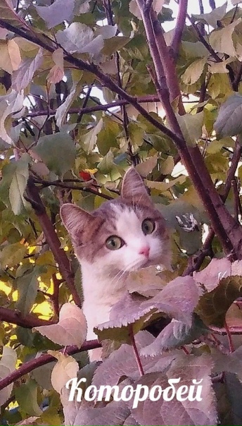 это я