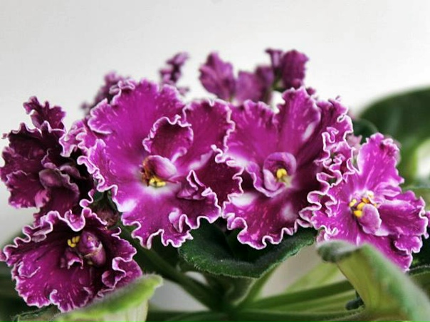 Пульсар фиалка фото Пульсар фиалка фото