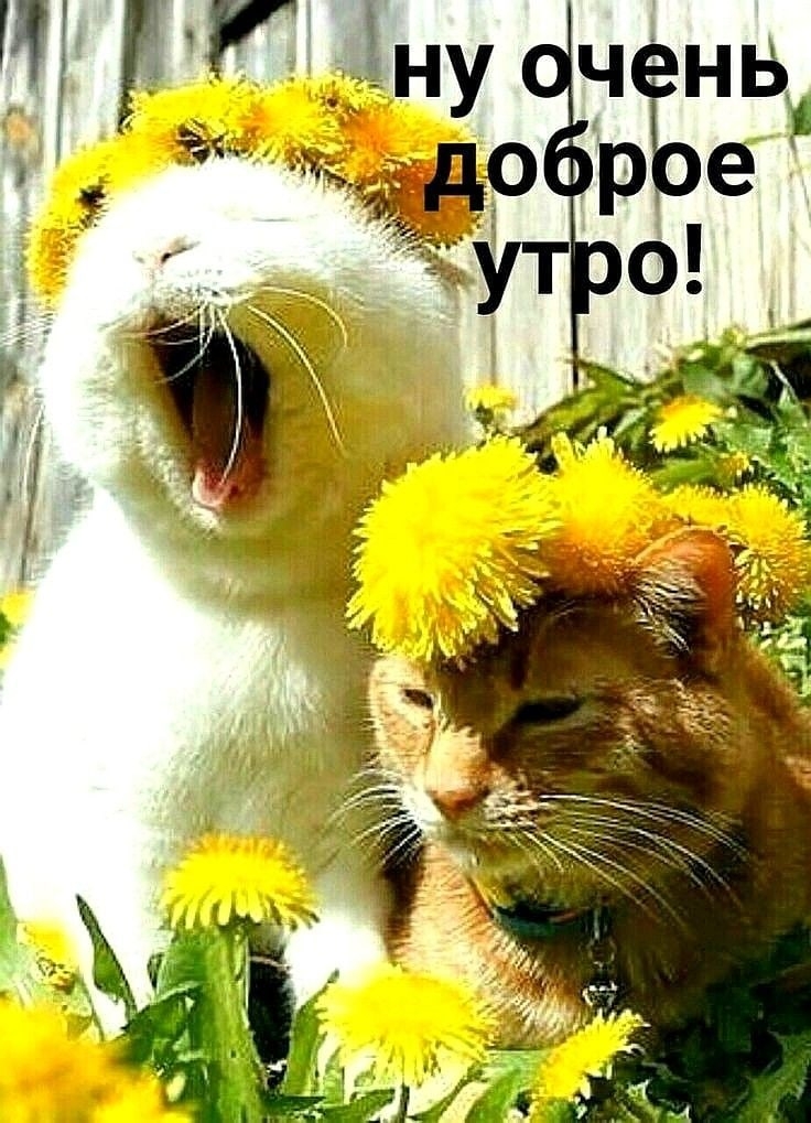 С добрым утром картинки позитивные животные. Доброе утро позитив. Сдрбрым утром животные. Позитивного утра. Доброе утро смешные. С добрым утром картинки позитивные животные. Доброе утро позитив. Сдрбрым утром животные. Позитивного утра. Доброе утро смешные.