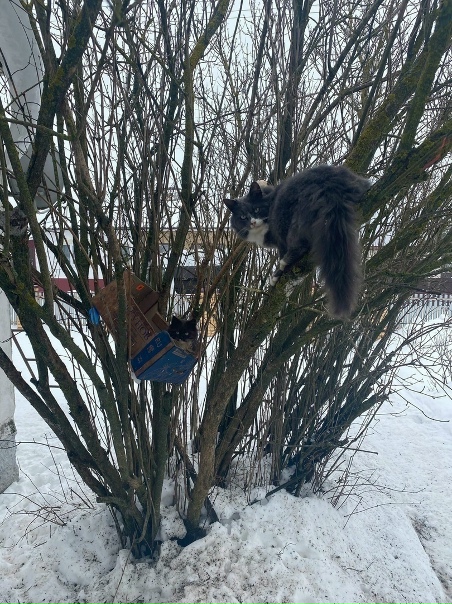 Коты прилeтeли, значит скоро вecна! 😂