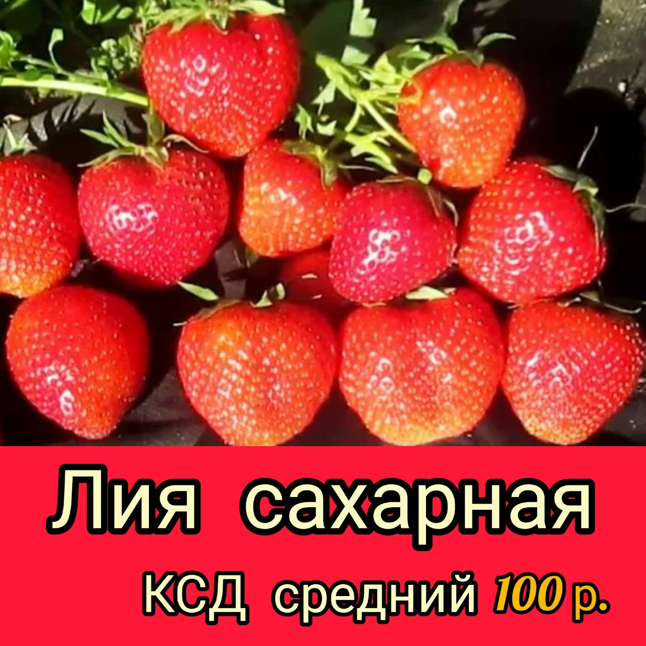Сорт клубники Лия сахарная