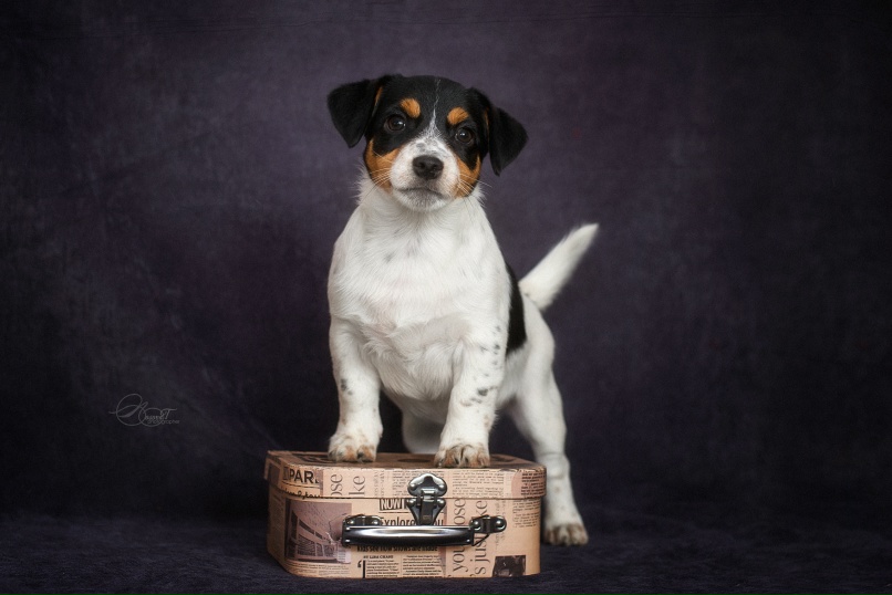 Диана Агафонова | Владимир