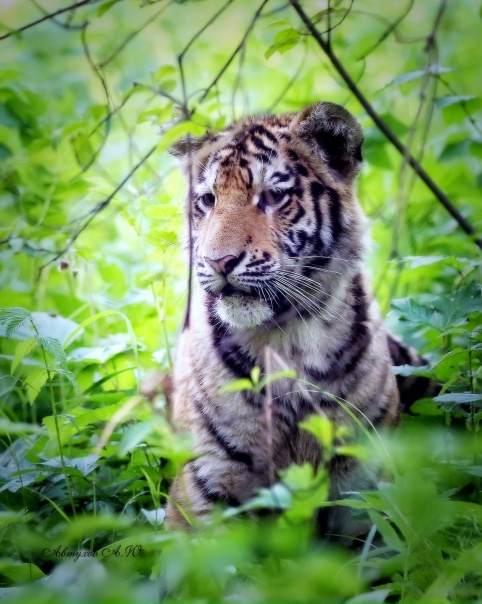 :) Приветствую! Сегодня проведал тигрят из Сафари-...