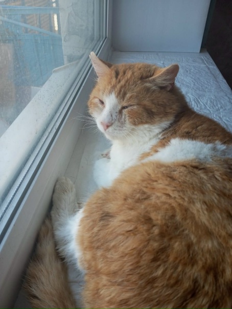 Ищем дом рыжему котику Борису, его подобрали...