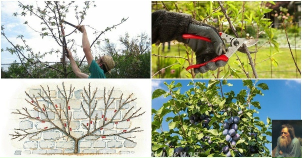 Уже виден первый результат весенней обрезки смородины СадИст (садовод испытатель