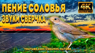 Исключительная Красота И Благозвучность Соловьиного Пения На Утренней Заре В Сопровождении Сверчков.