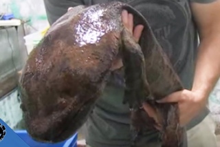 Largest Amphibian On The Planet!! SnakeBytesTV
