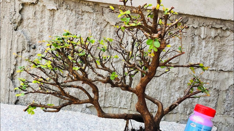 Sơn Liễu Giá