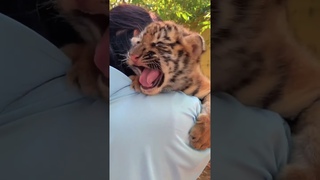 🐯🐯🐯Put me down #tigercub #tiger #kitten #foryou #fpy #cute #kitty  #zoo #adorable