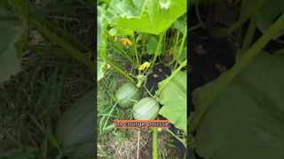 La technique Maya pour 3x plus de rendement au jardin