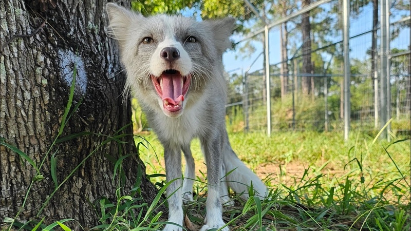 Silky fox gets yard time for the first
