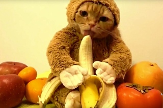 Кот макака