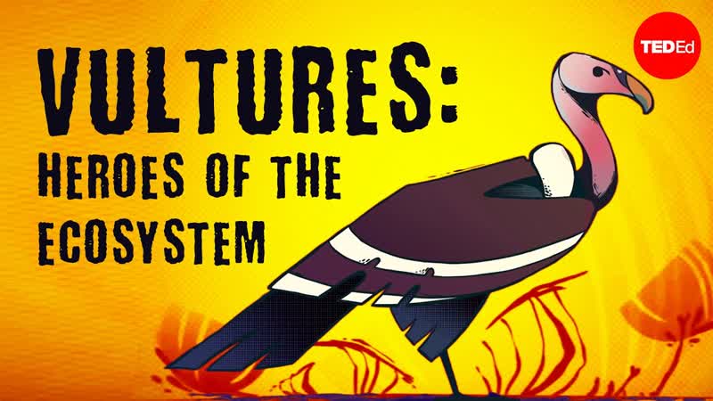 Vultures: The acid puking, plague busting heroes of the ecosystem Kenny